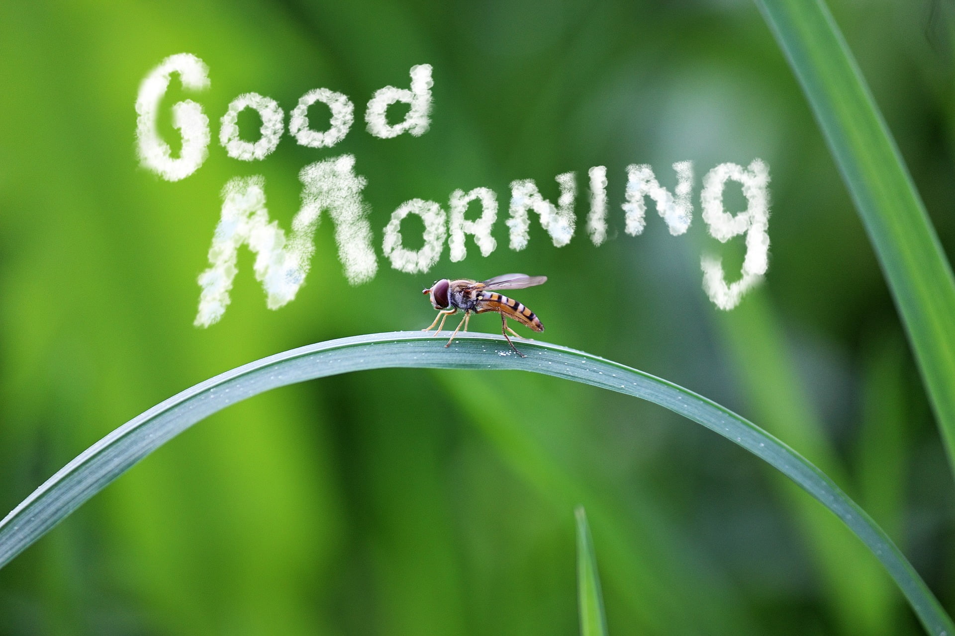 Good morning